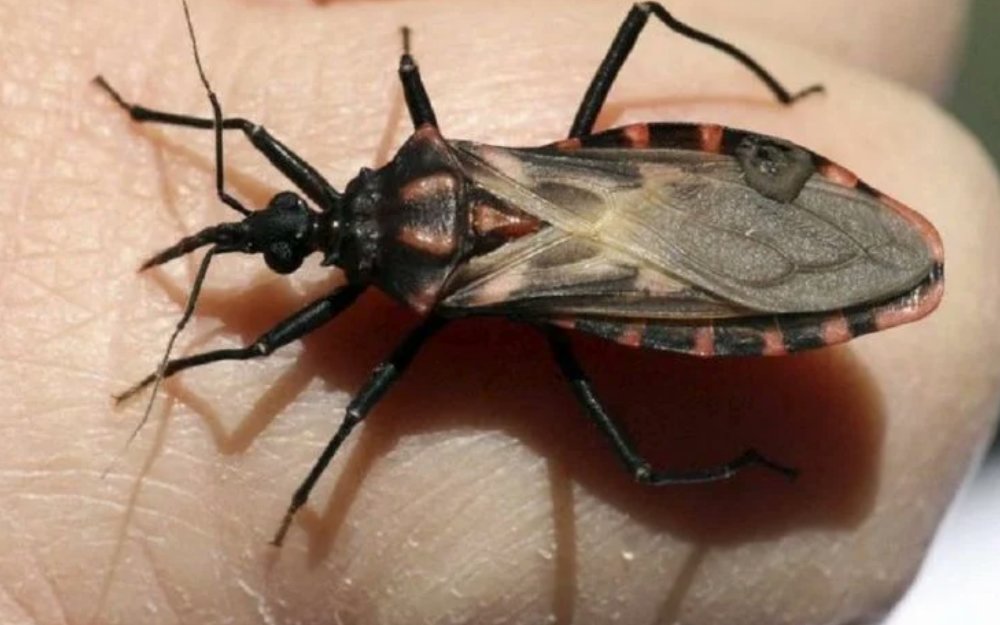 Desarrollan una vacuna para prevenir la enfermedad de Chagas…